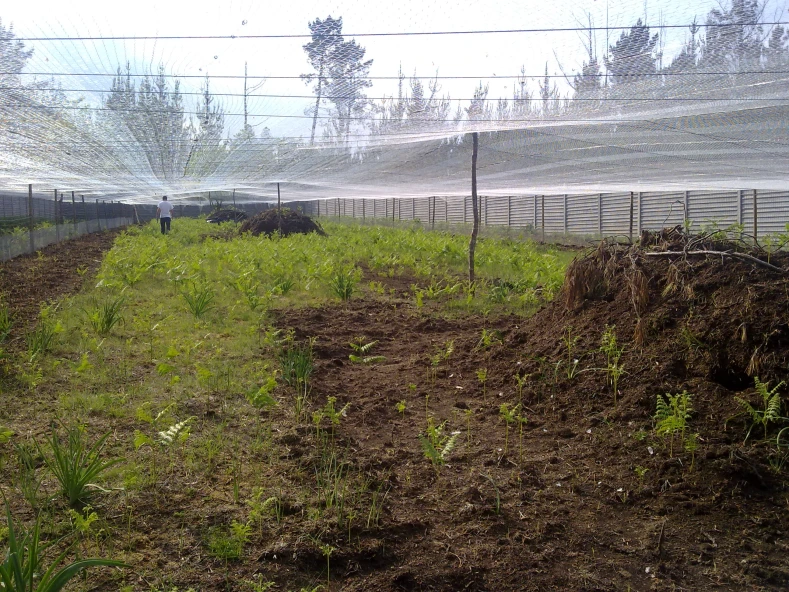 Construcion dun criadeiro de coello de monte en semiliberdade.