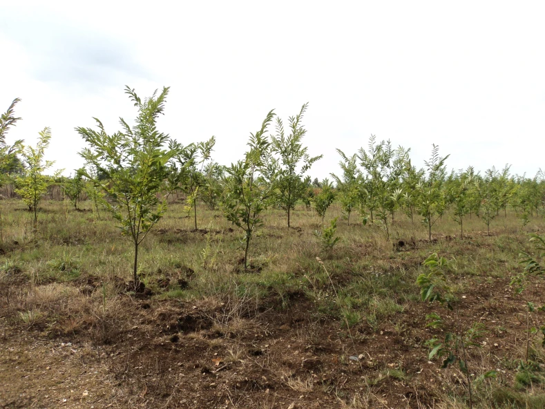 Dinamizacion e mellora da eficiencia produtiva e enerxetica do viveiro.