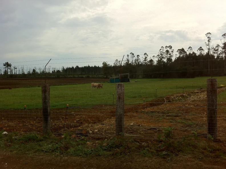 Creacion de granxa de gando vacun para produccion de carne.