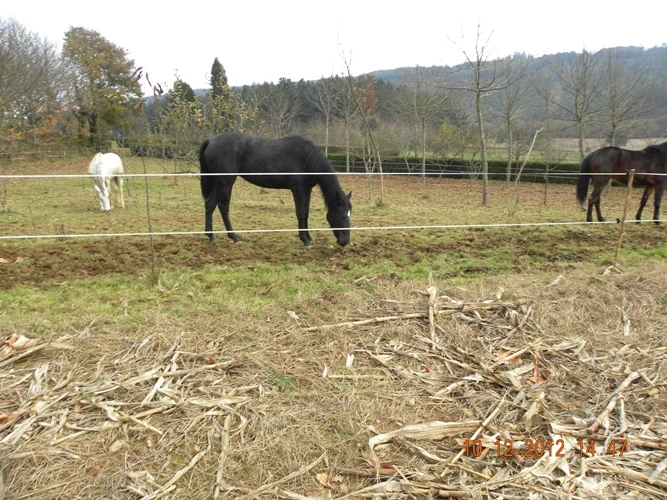 Adecuacion e posta en valor do patrimonio natural no contorno rural no lugar de Piñeiron