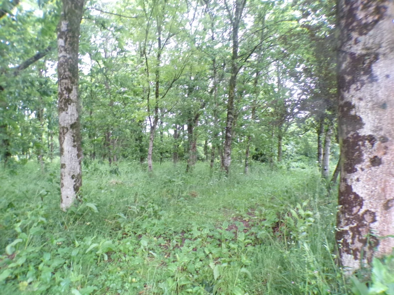 INVERSION PARA RECOLLIDA E PROCESAMENTO DE CASTAÑAS